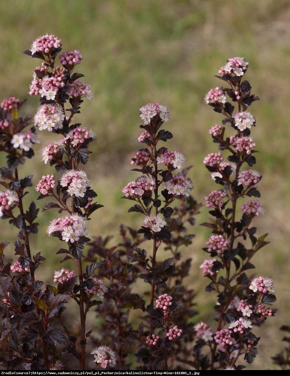 Pęcherznica kalinolistna Schuch  - Physocarpus opulifolius  Schuch 