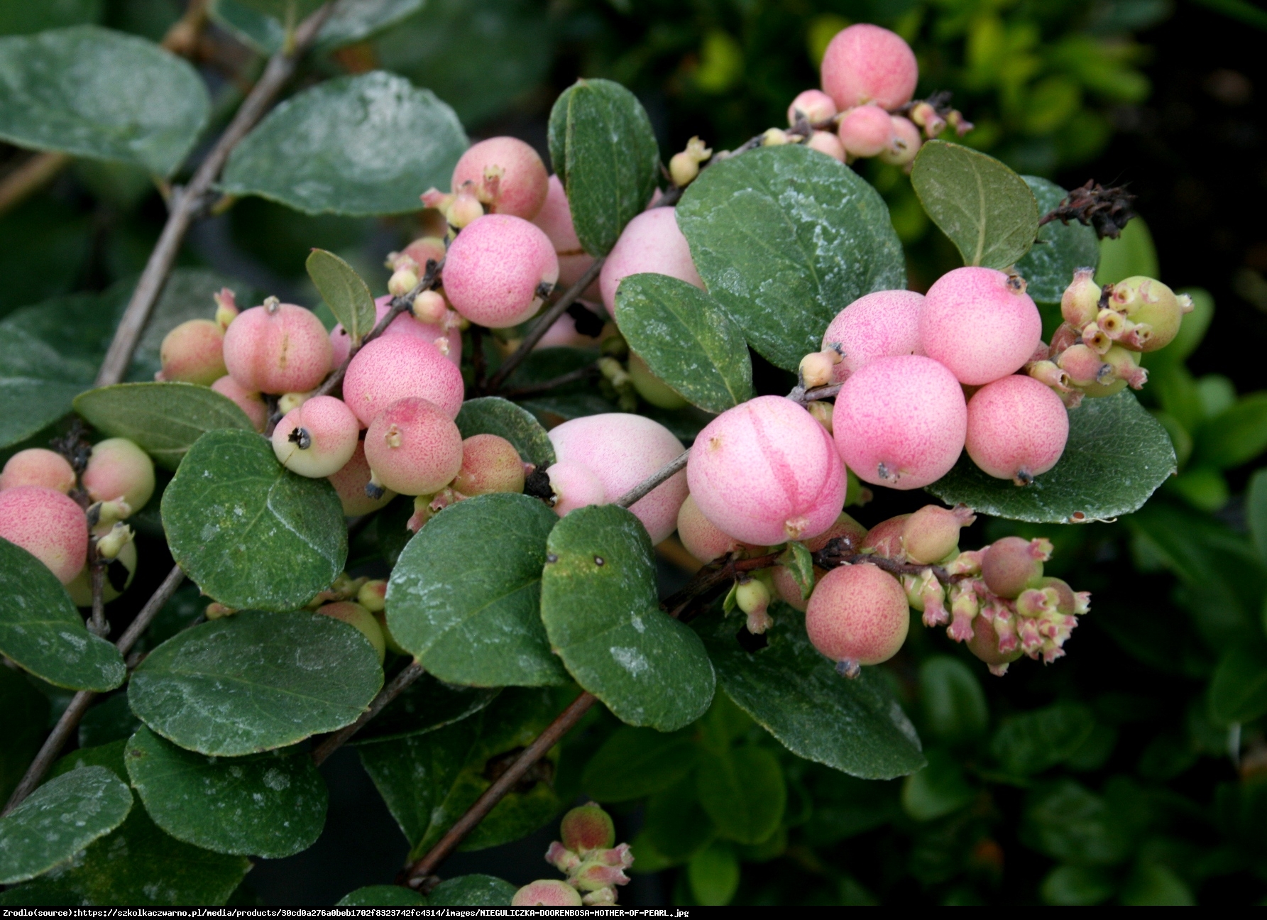 Śnieguliczka Doorenbosa  Mother of Pearl  - Symphoricarpos doorenbosii  Mother of Pearl 