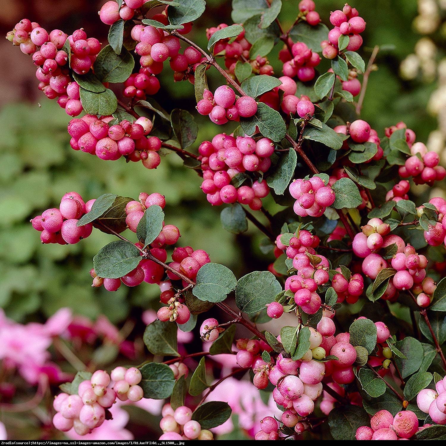 Śnieguliczka Doorenbosa  Mother of Pearl  - Symphoricarpos doorenbosii  Mother of Pearl 