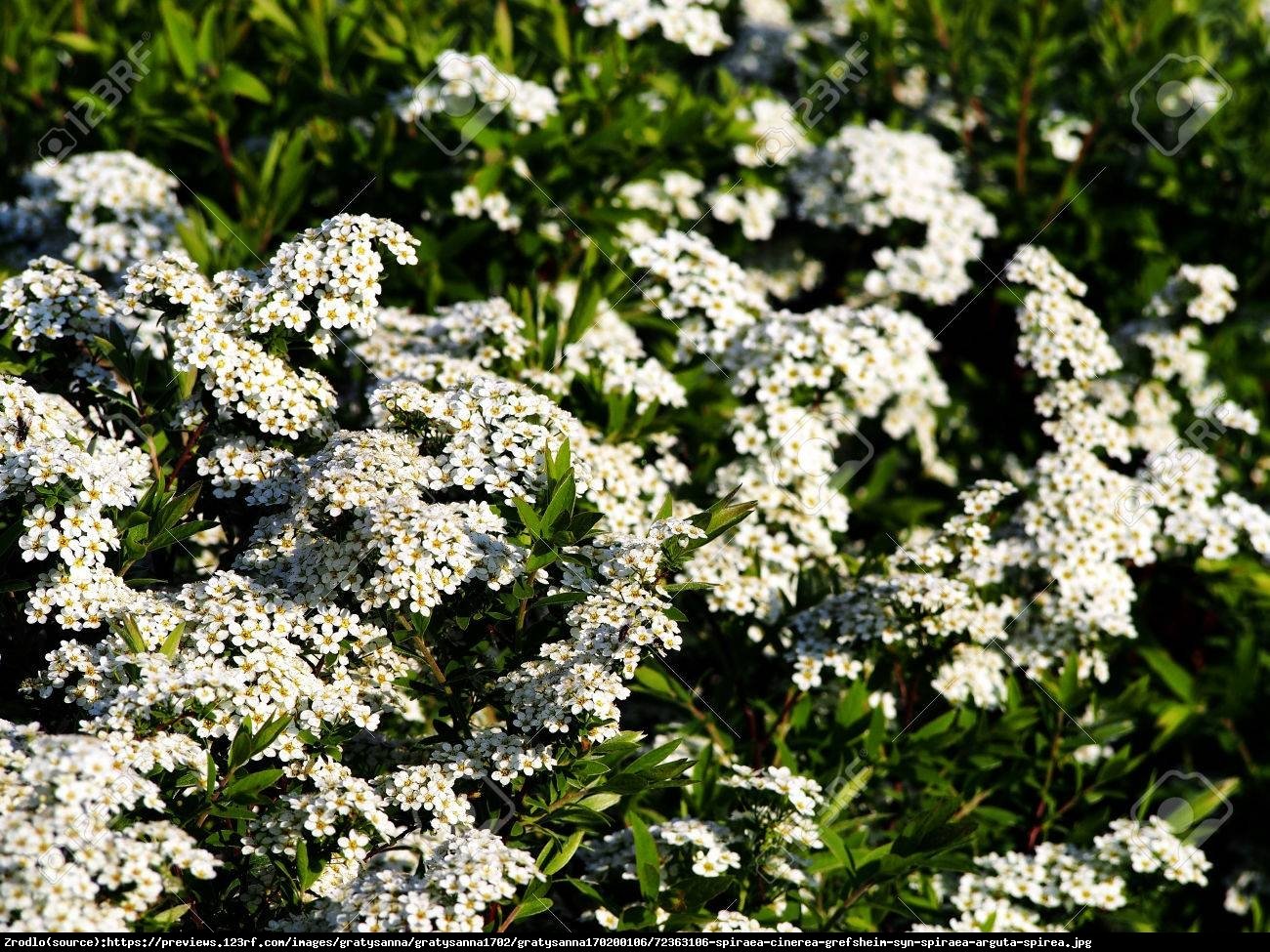 Tawuła szara Grefsheim - Spiraea cinerea  Grefsheim 