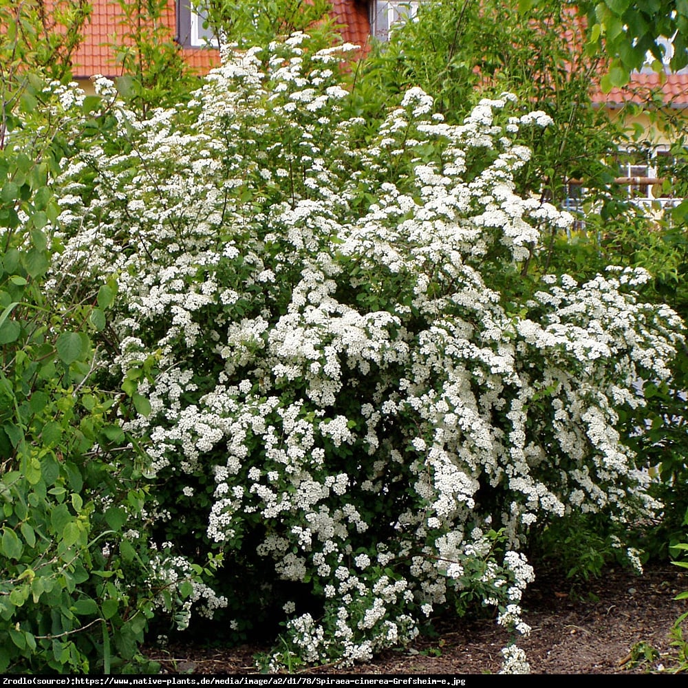 Tawuła szara Grefsheim - Spiraea cinerea  Grefsheim 