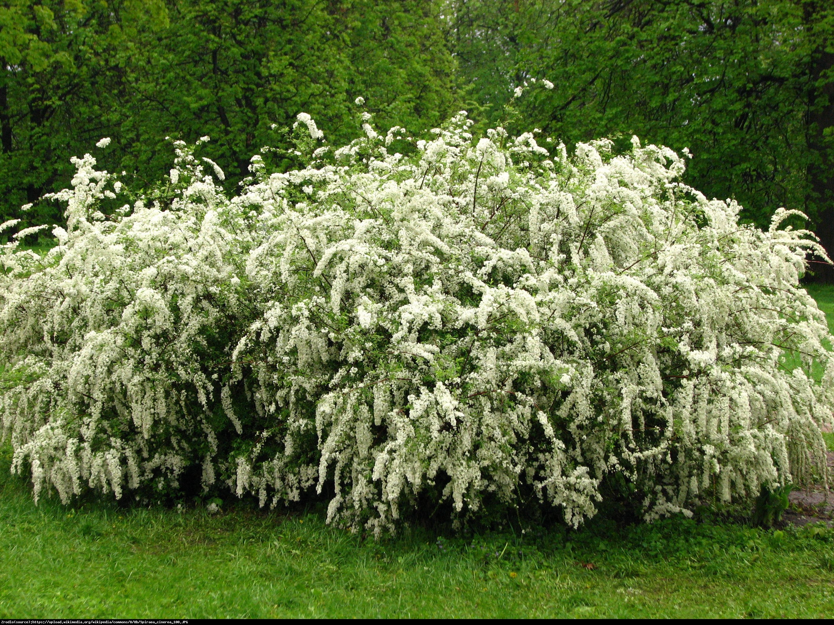 Tawuła szara Grefsheim - Spiraea cinerea  Grefsheim 