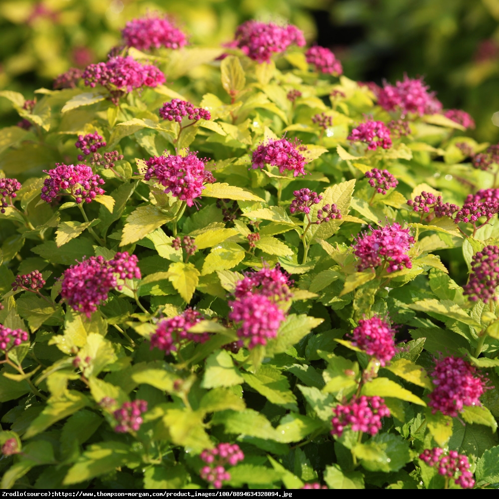 Tawuła japońska Candlelight  - Spiraea japonica  Candlelight 