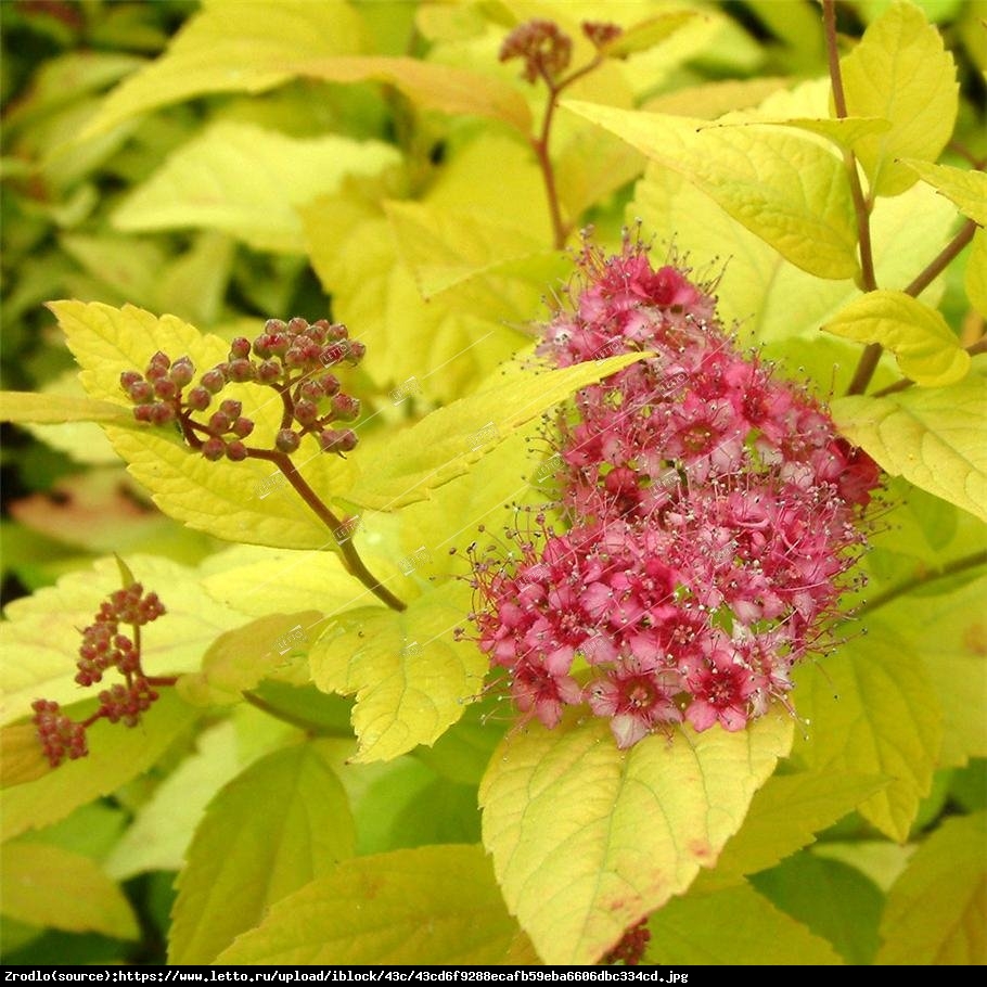 Tawuła japońska Candlelight  - Spiraea japonica  Candlelight 