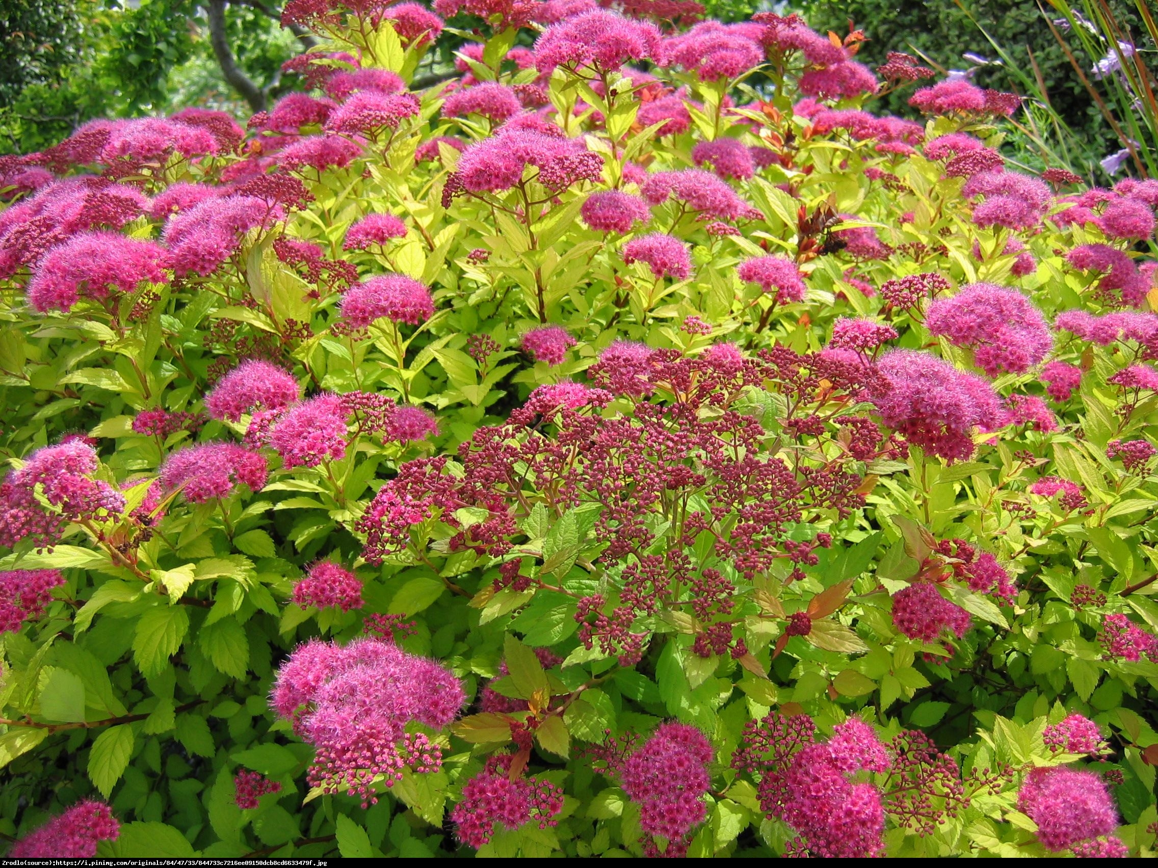 Tawuła japońska Golden Carpet - Spiraea japonica Golden Carpet