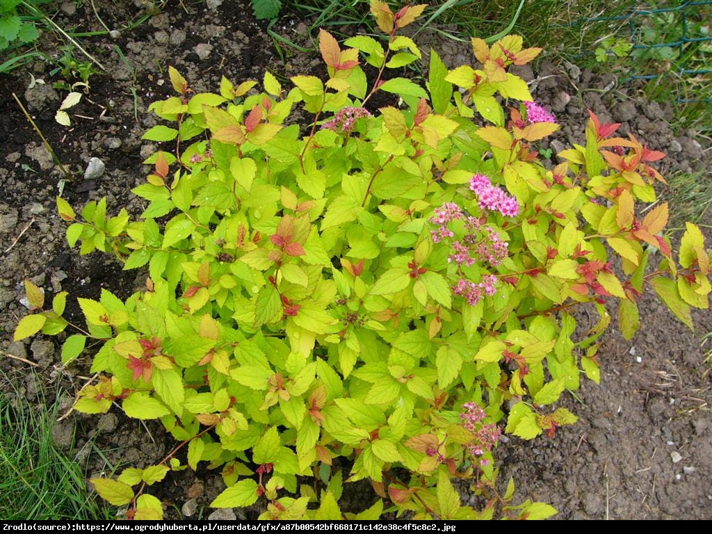 Tawuła japońska Golden Carpet - Spiraea japonica Golden Carpet