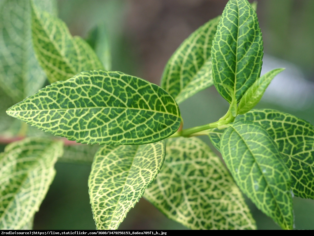 Forsycja zielona Kumson  - Forsythia viridissima Kumson 