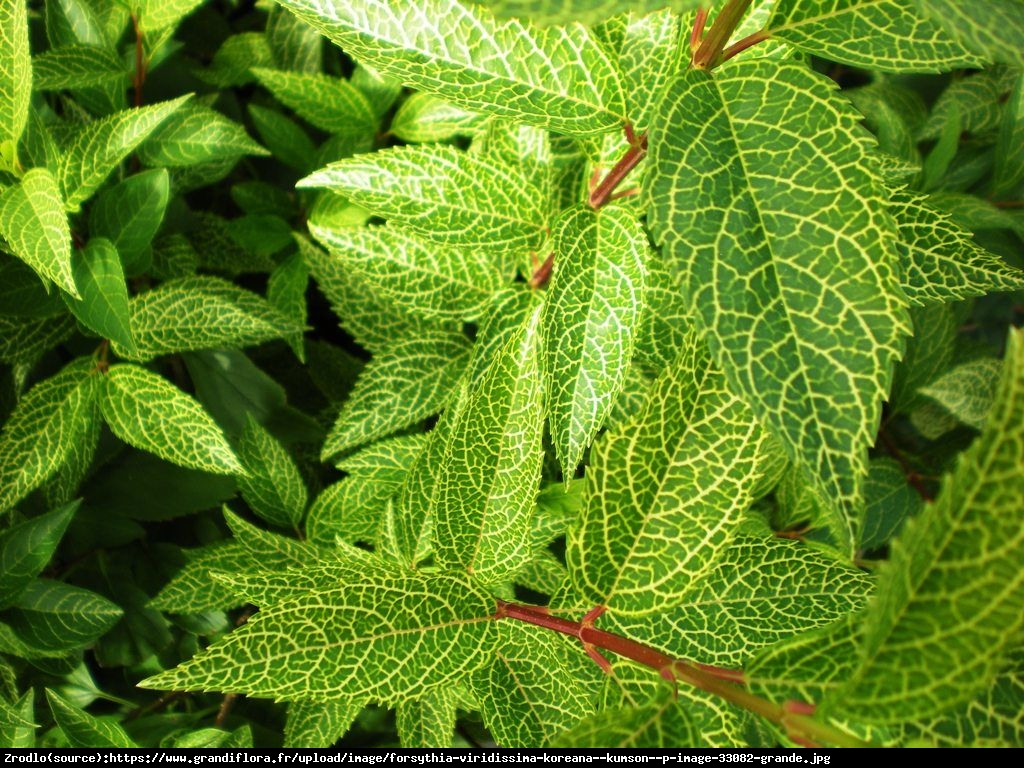 Forsycja zielona Kumson  - Forsythia viridissima Kumson 