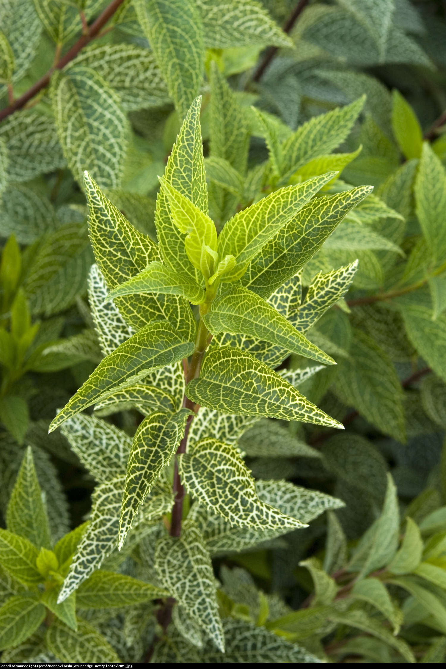 Forsycja zielona Kumson  - Forsythia viridissima Kumson 