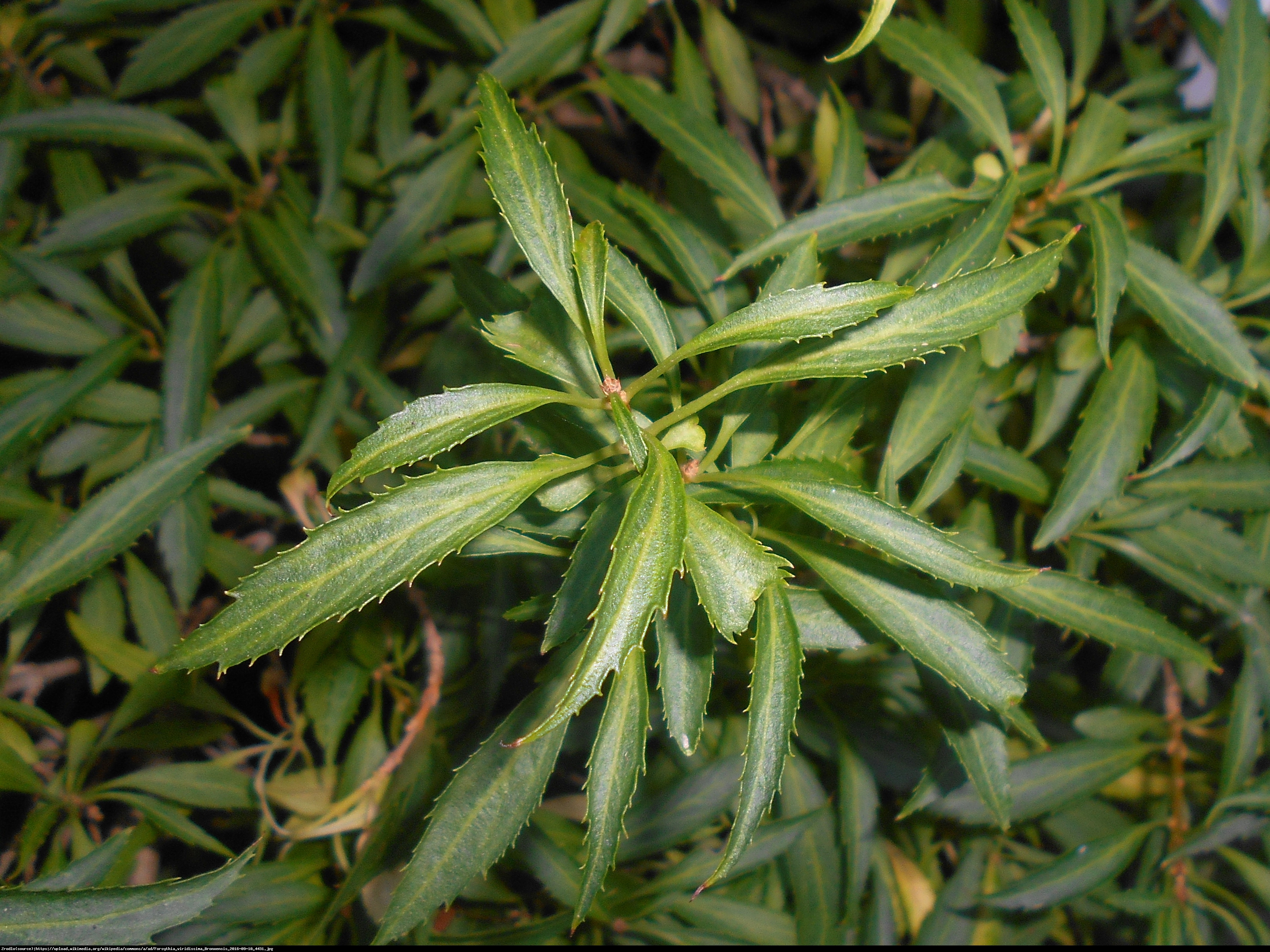 Forsycja zielona Bronxensis  - Forsythia viridissima  Bronxensis 