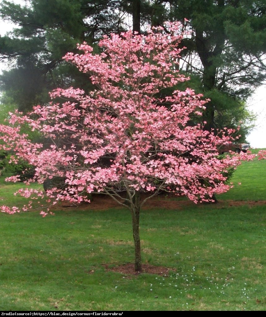 Dereń kwiecisty - MALINOWA CHMURKA - Cornus florida rubra 