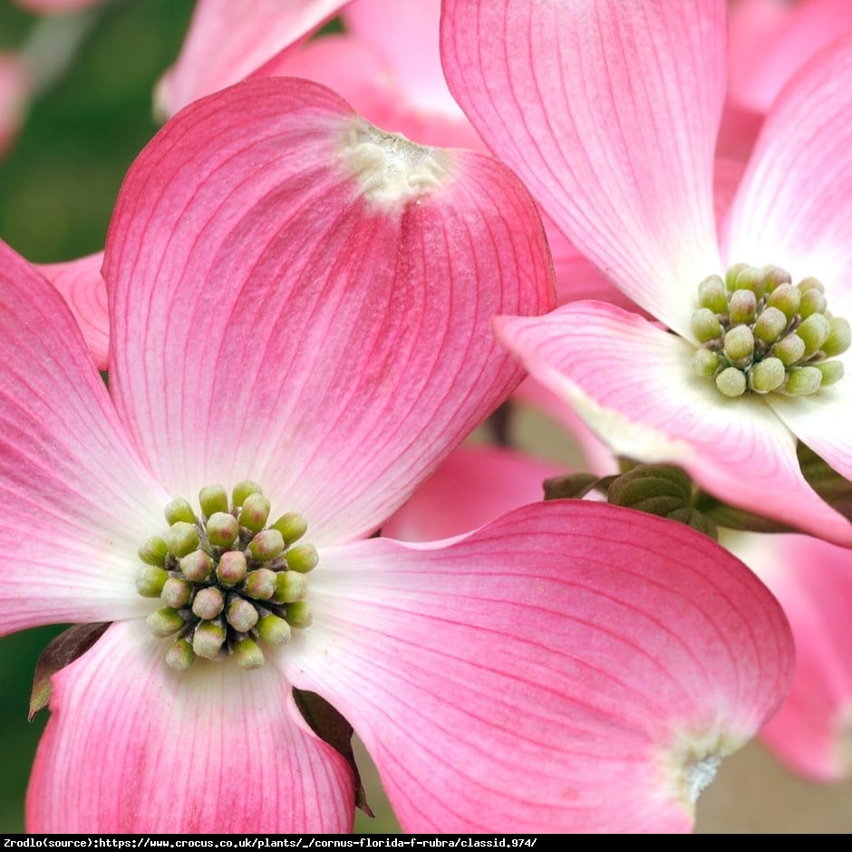 Dereń kwiecisty - MALINOWA CHMURKA - Cornus florida rubra 