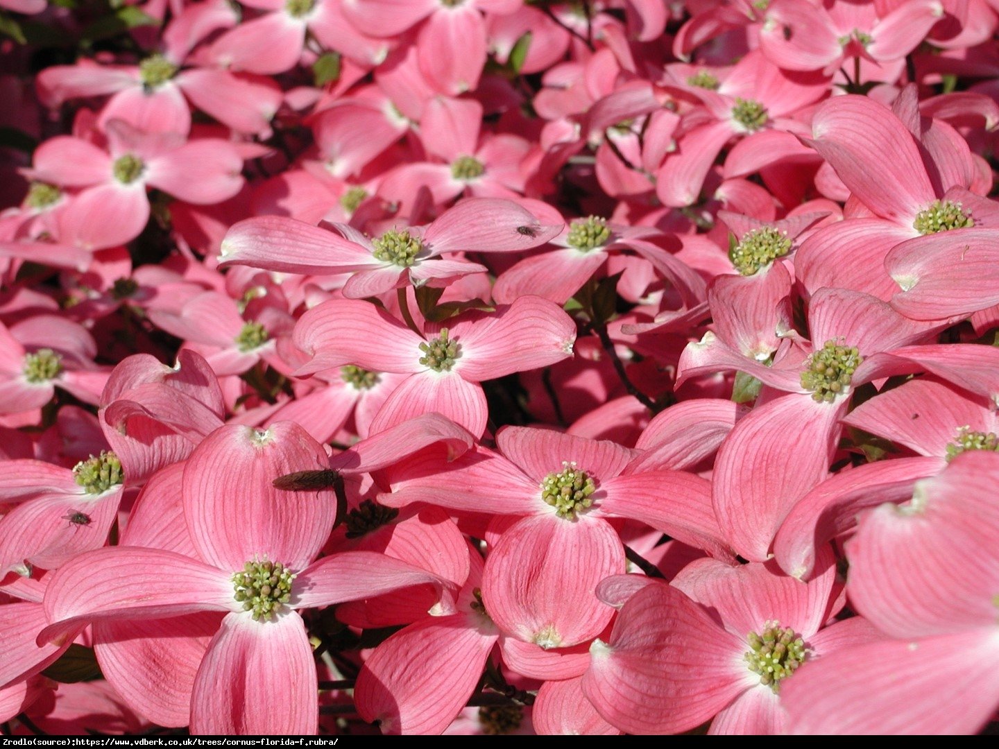 Dereń kwiecisty - MALINOWA CHMURKA - Cornus florida rubra 