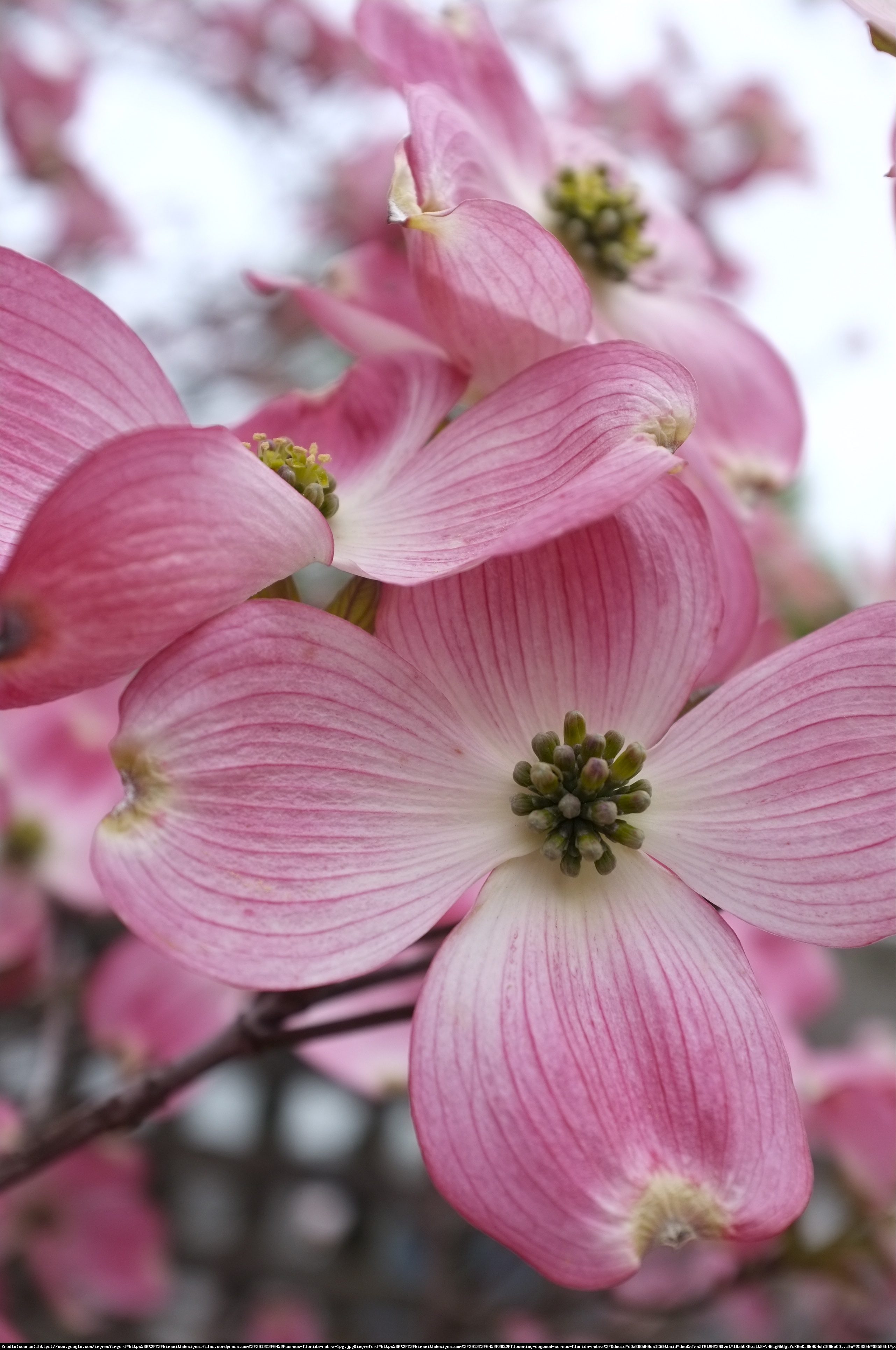 Dereń kwiecisty - MALINOWA CHMURKA - Cornus florida rubra 