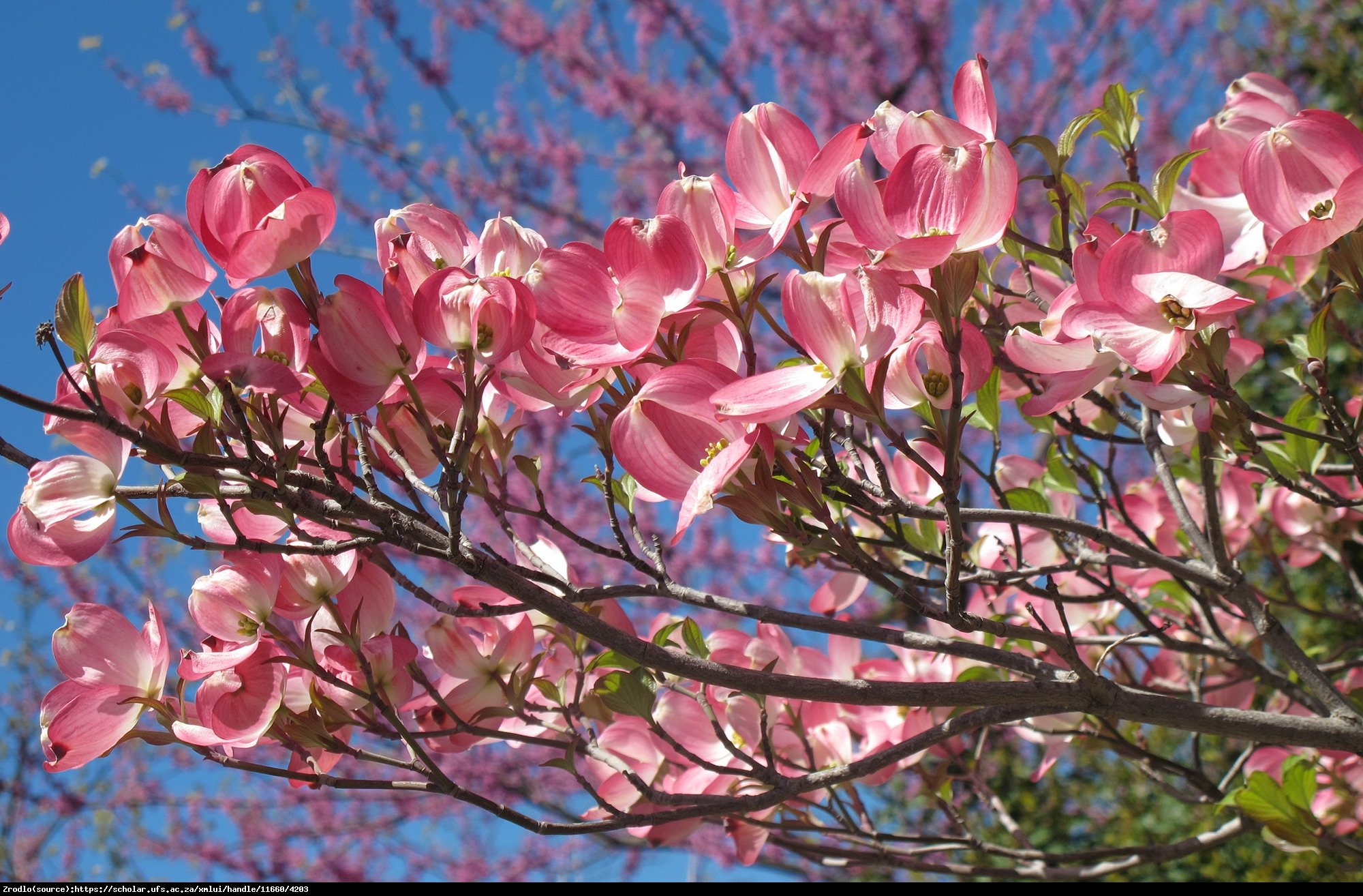 Dereń kwiecisty - MALINOWA CHMURKA - Cornus florida rubra 