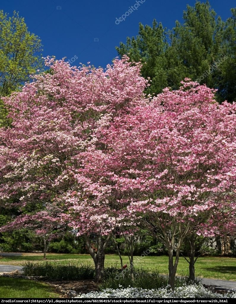 Dereń kwiecisty - MALINOWA CHMURKA - Cornus florida rubra 