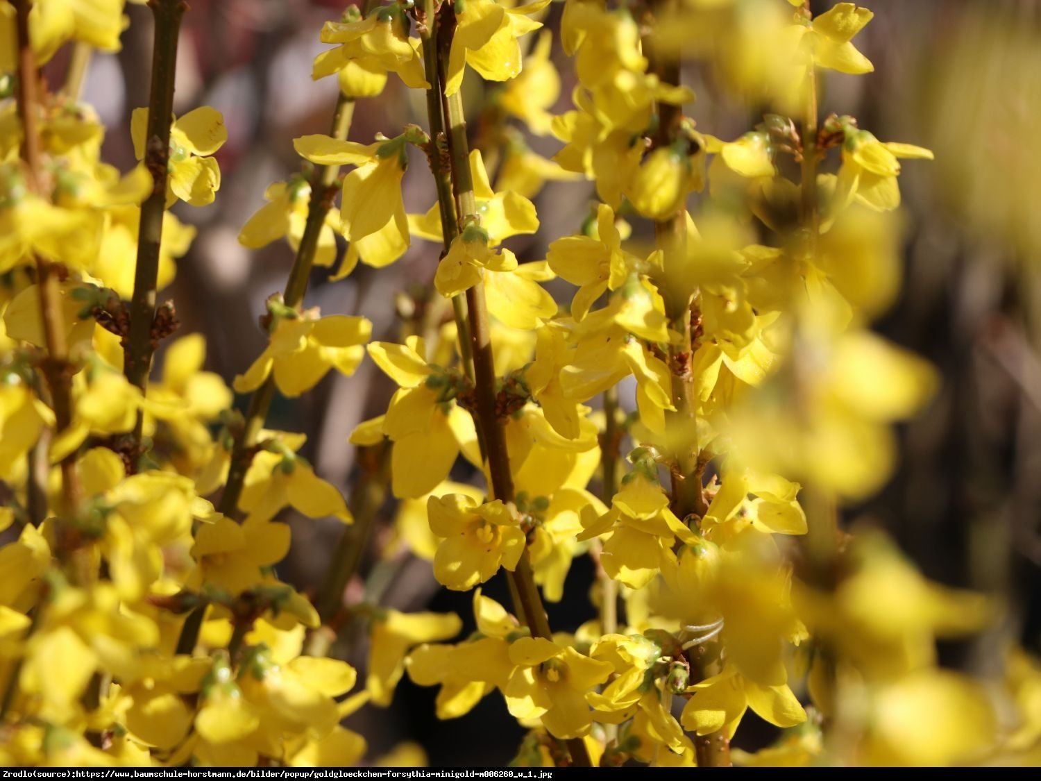 Forsycja pośrednia Minigold - Forsythia intermedia MINIGOLD 