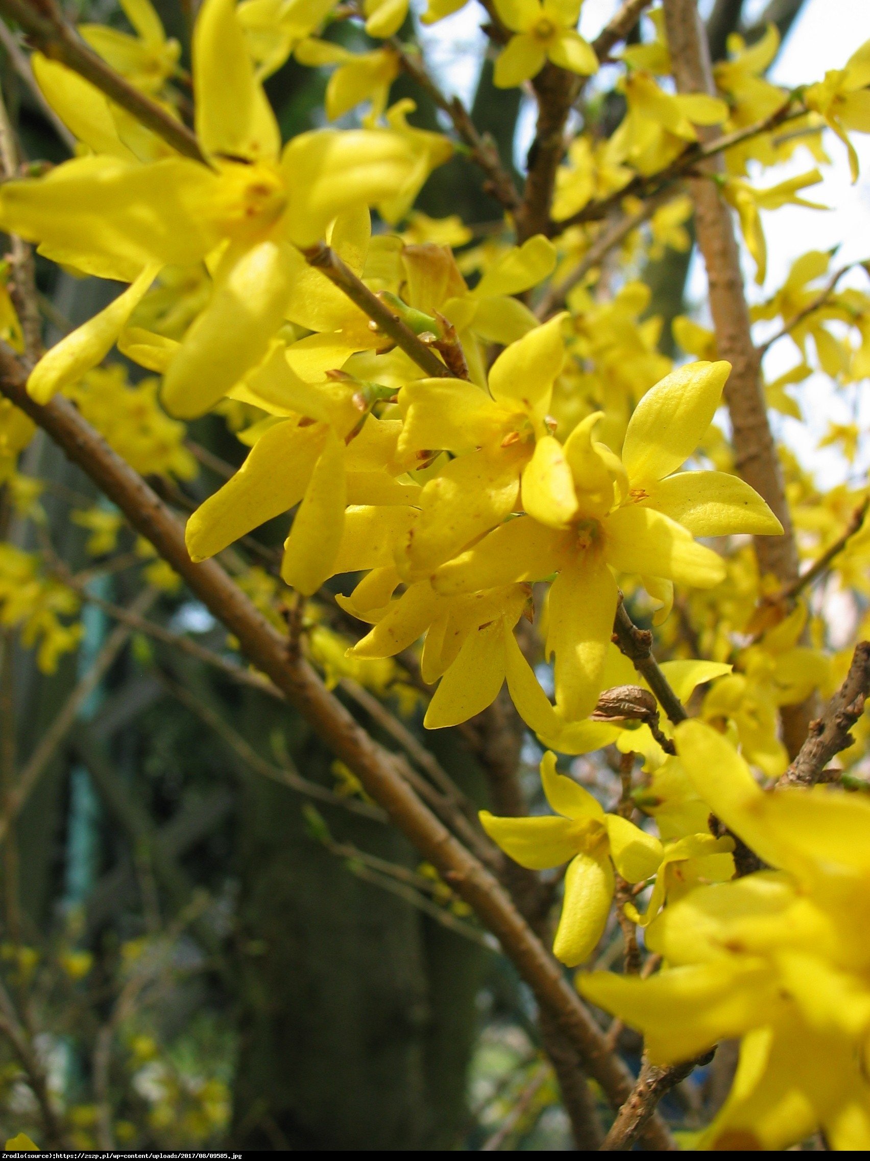 Forsycja Maluch  - Forsythia  Maluch 