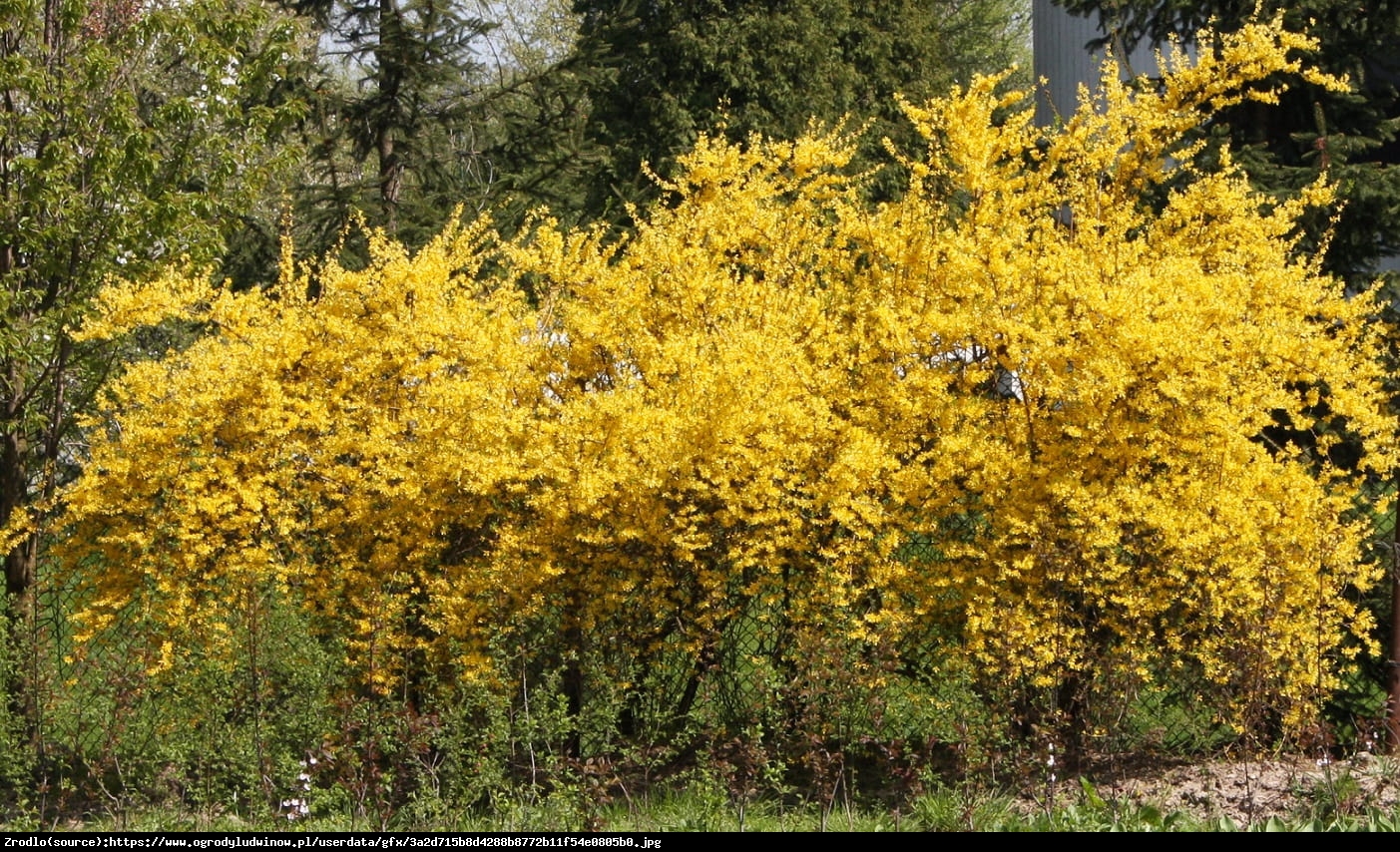 Forsycja Maluch  - Forsythia  Maluch 