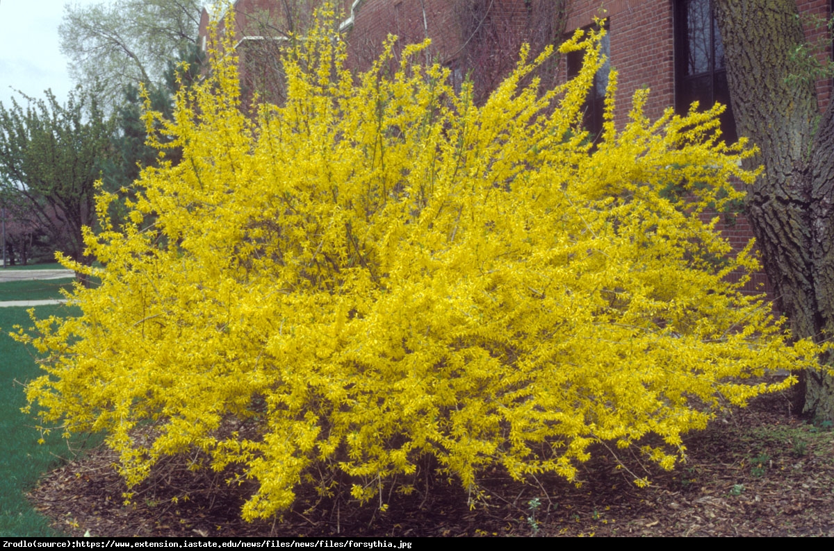 Forsycja Maluch  - Forsythia  Maluch 