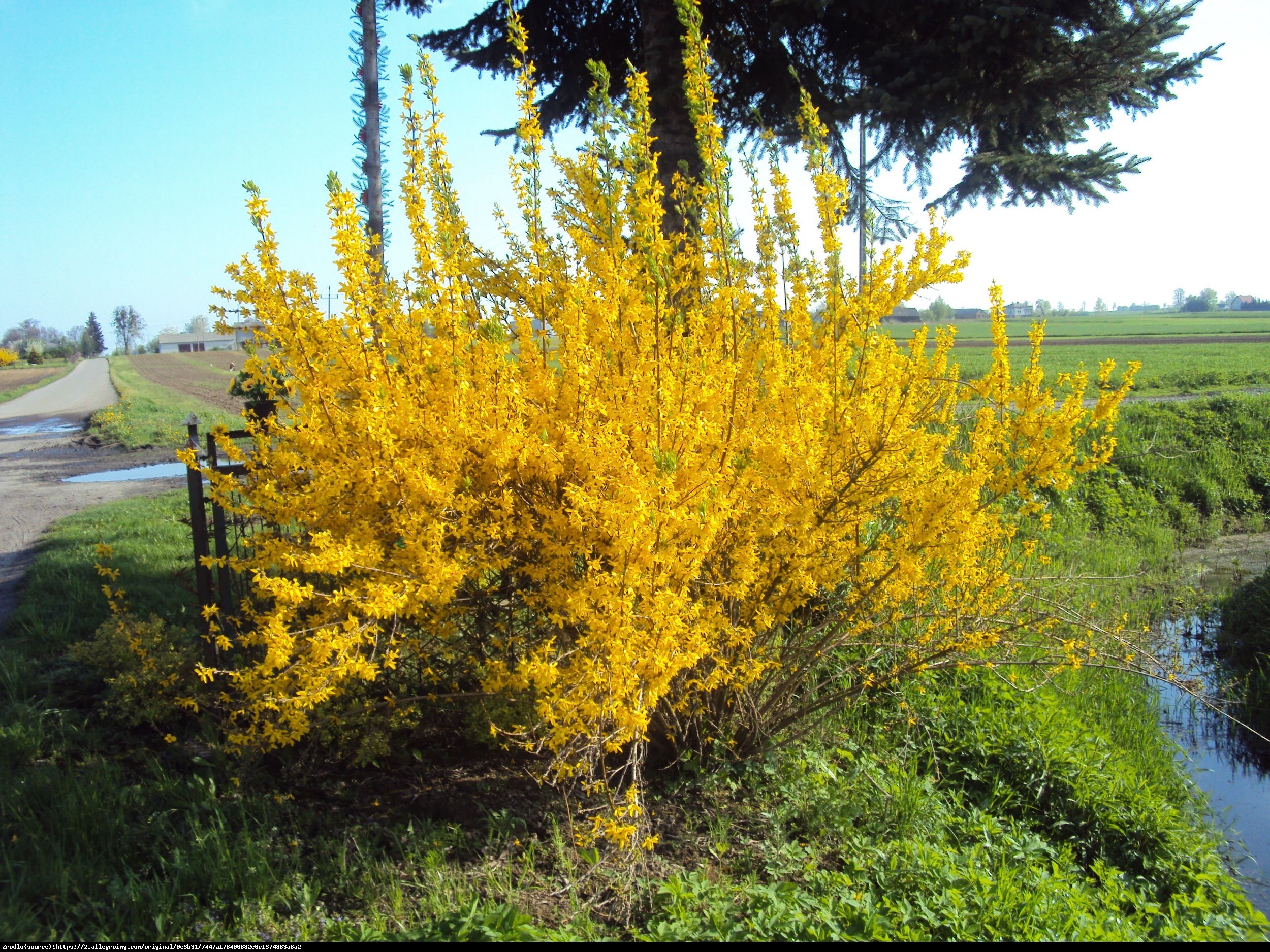 Forsycja Tharandt  - Forsythia Tharandt 