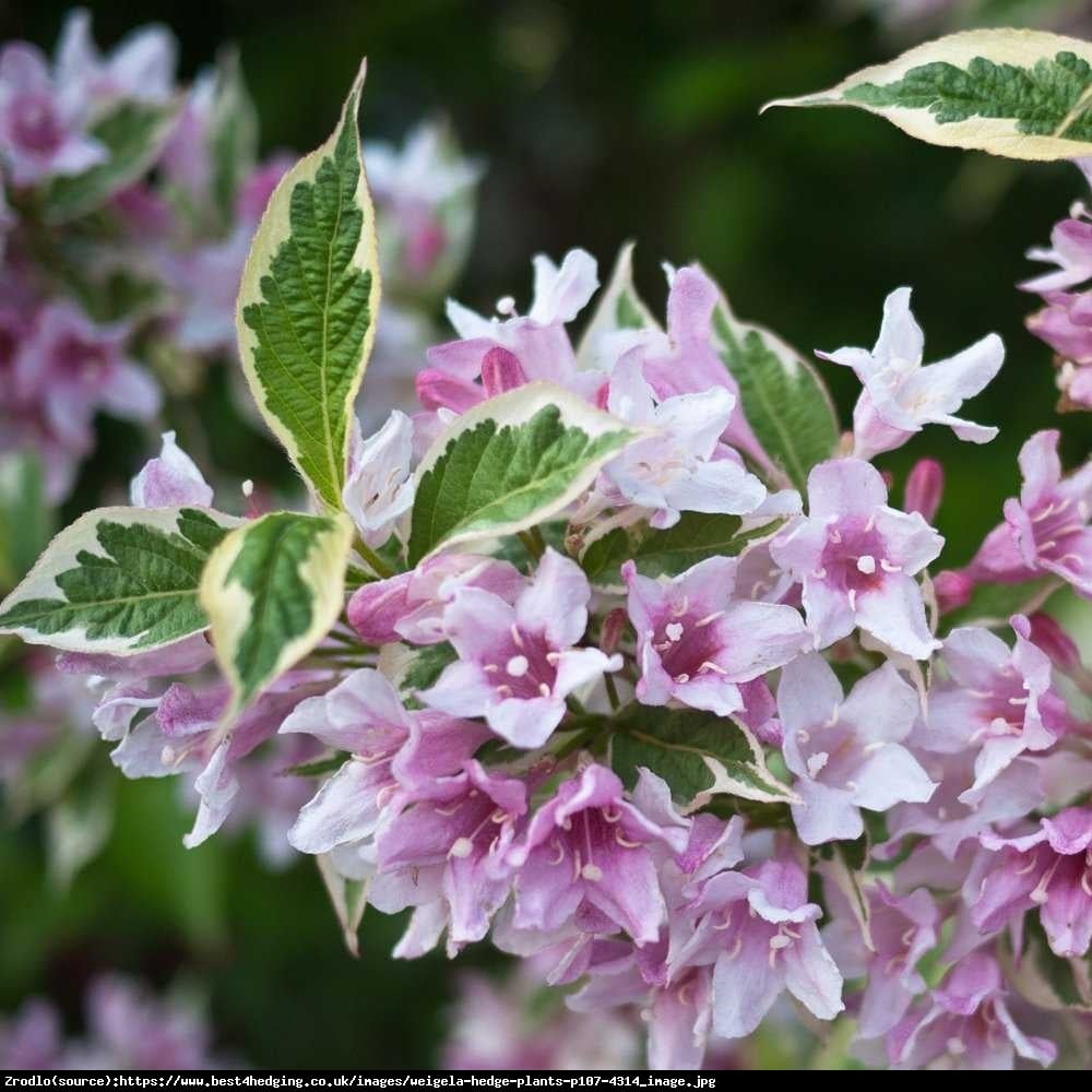 Krzewuszka cudowna Variegata  - Weigela florida Variegata 