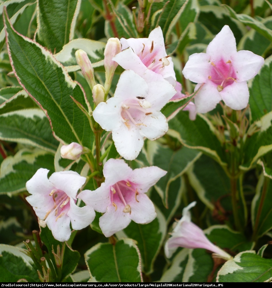 Krzewuszka cudowna Variegata  - Weigela florida Variegata 