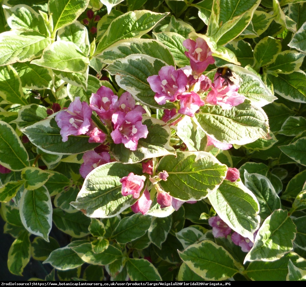 Krzewuszka cudowna Variegata  - Weigela florida Variegata 