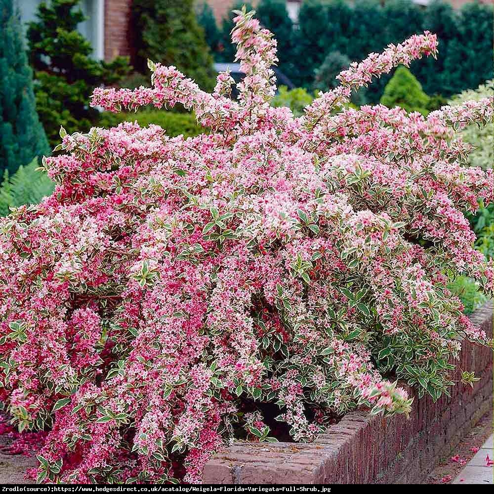 Krzewuszka cudowna Variegata  - Weigela florida Variegata 