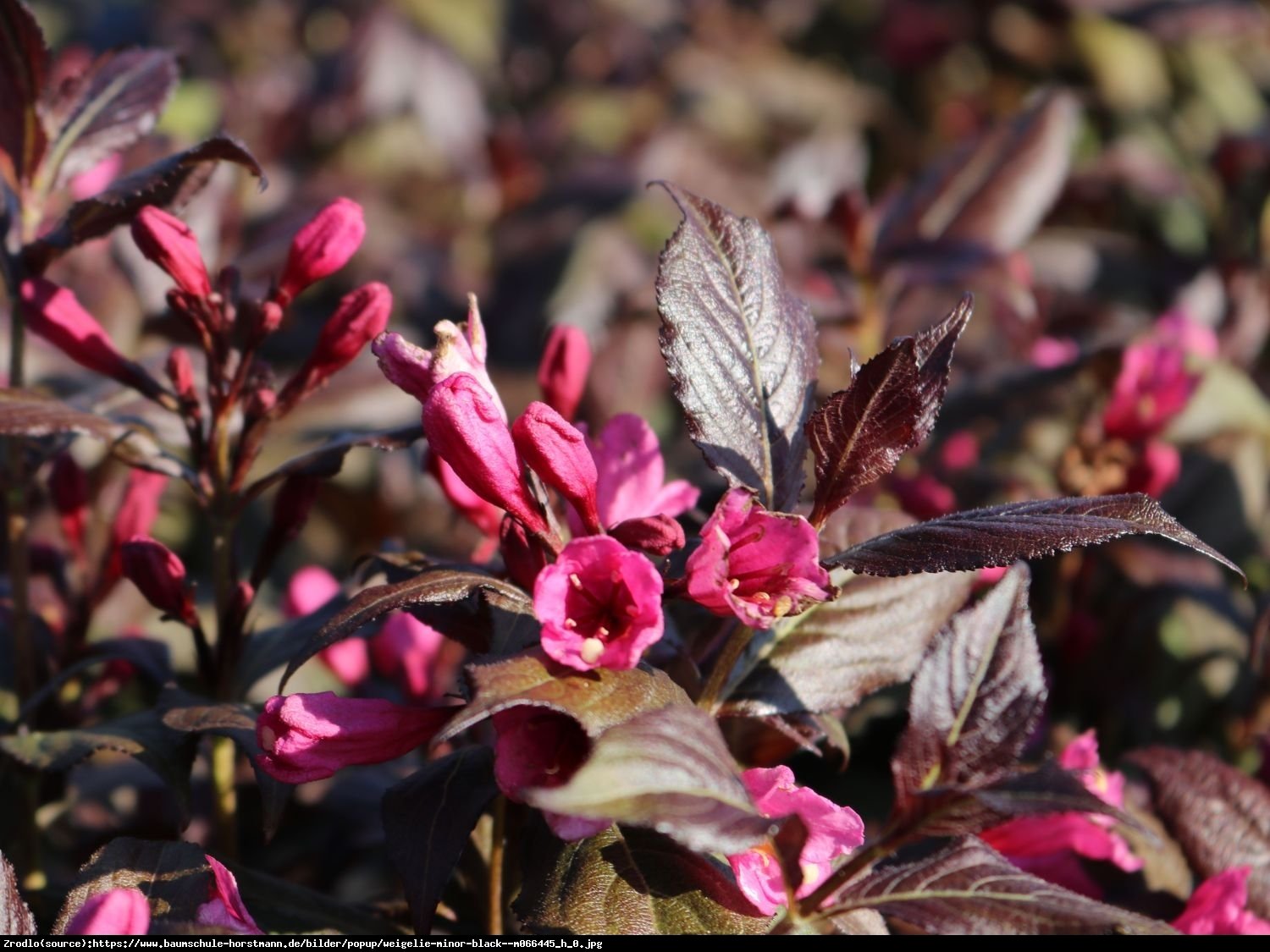 Krzewuszka cudowna Black Minor - Weigela florida Black Minor