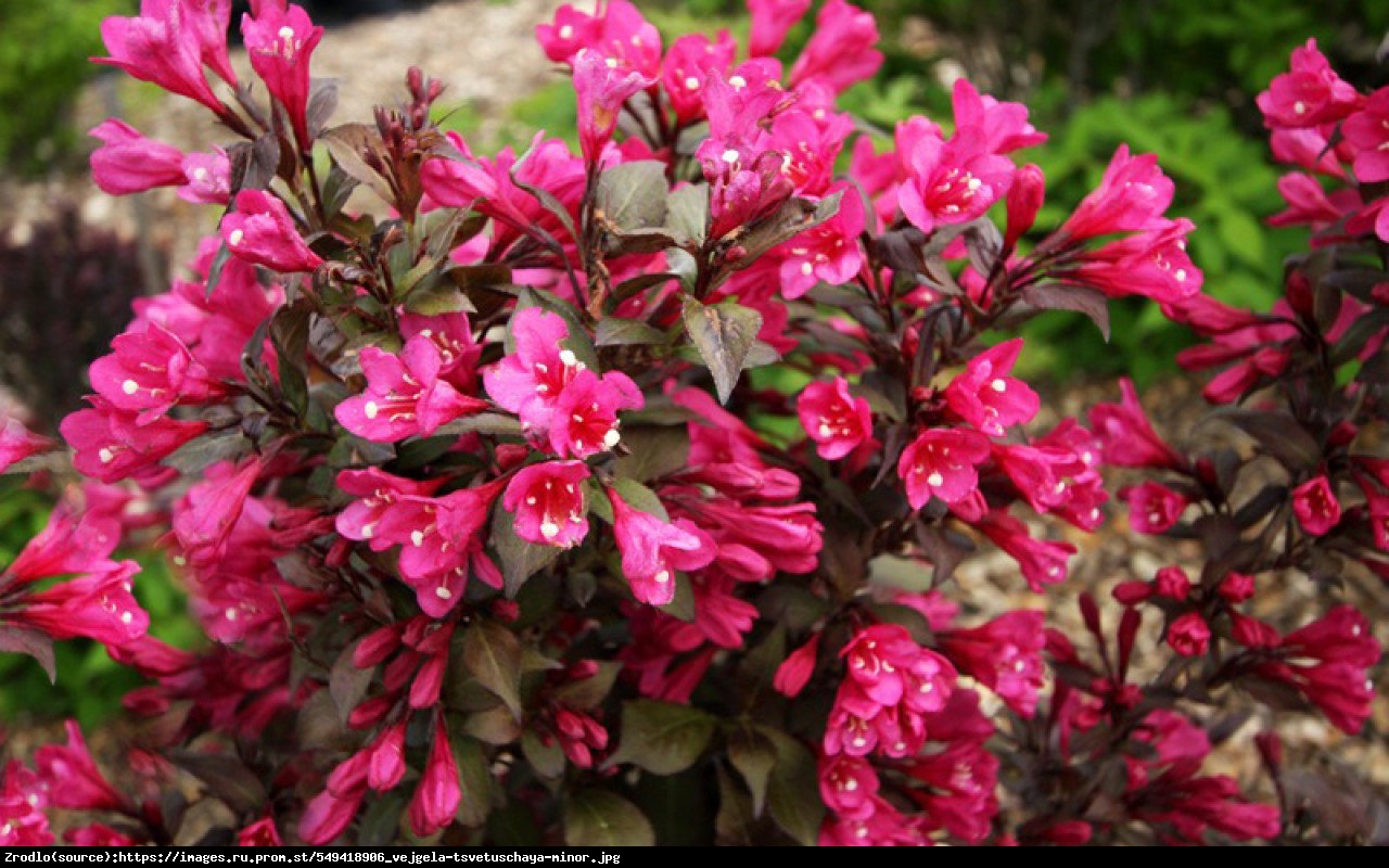 Krzewuszka cudowna Black Minor - Weigela florida Black Minor