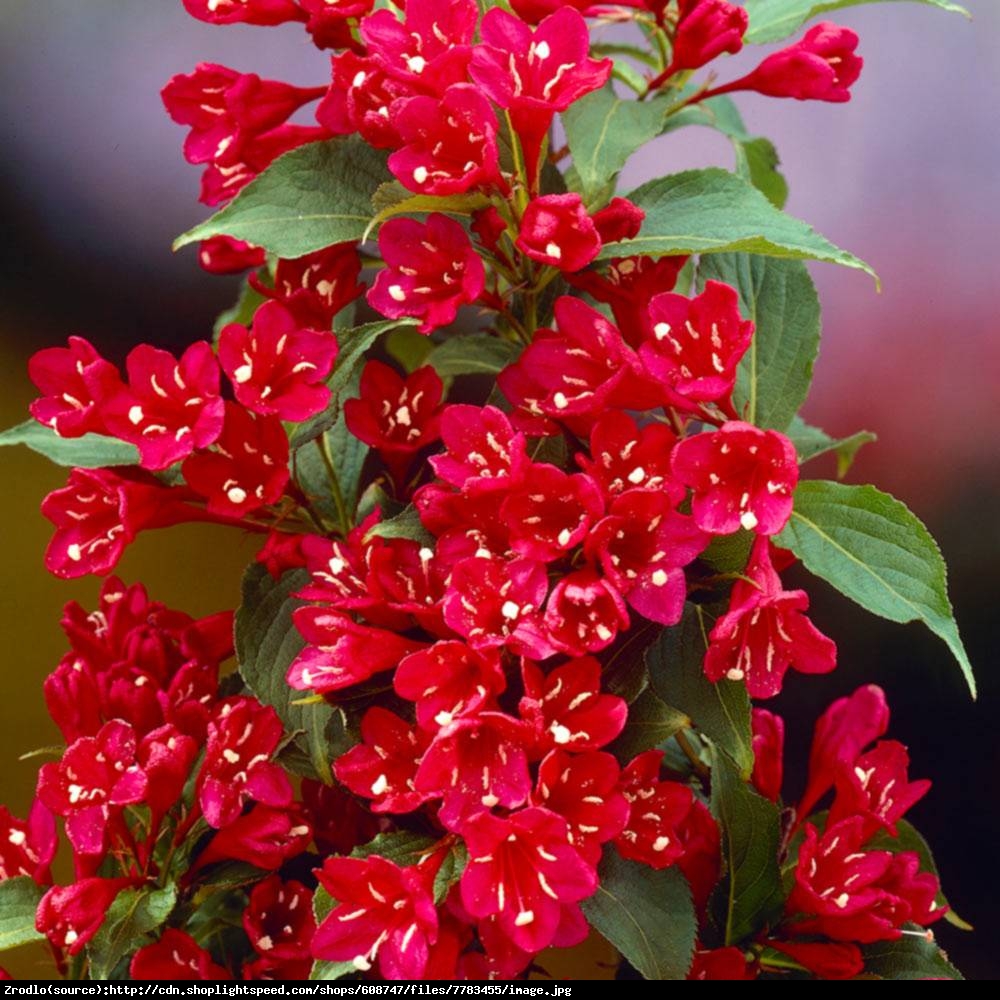 Krzewuszka cudowna Red Prince  - Weigela florida  Red Prince 