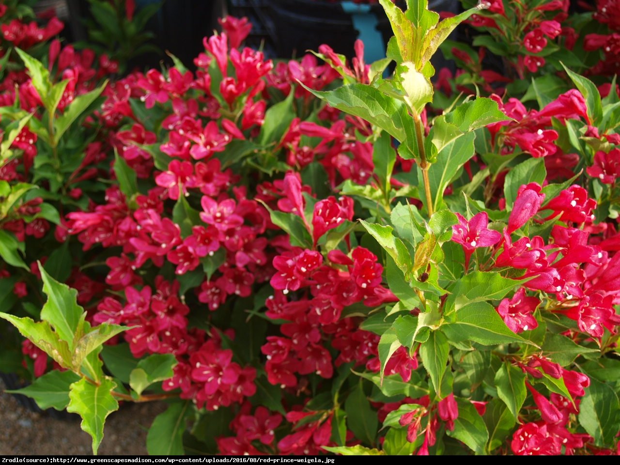 Krzewuszka cudowna Red Prince  - Weigela florida  Red Prince 