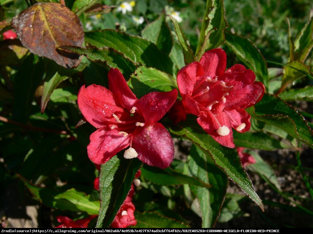 Krzewuszka cudowna Red Prince  - Weigela florida  Red Prince 