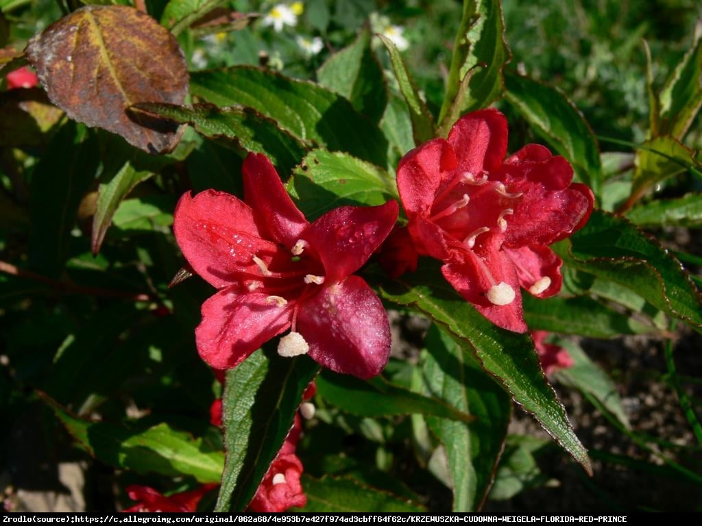 Krzewuszka cudowna Red Prince  - Weigela florida  Red Prince 