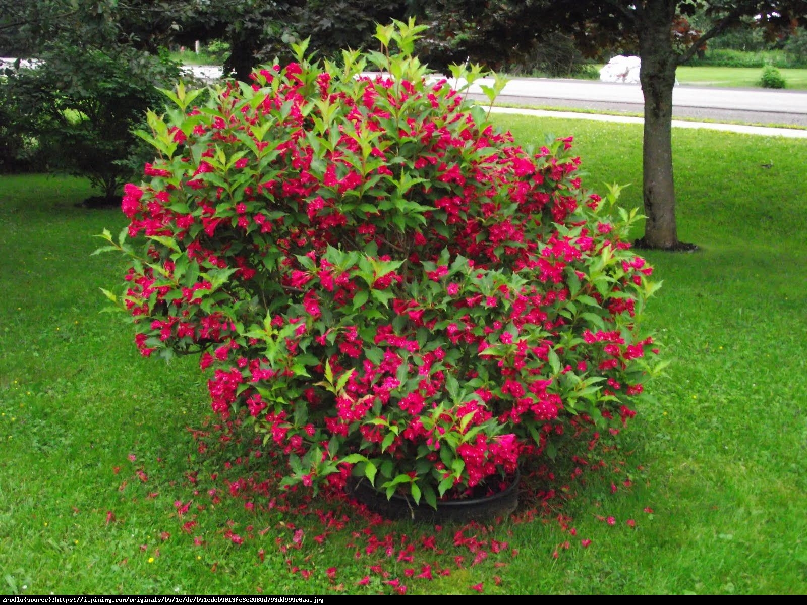 Krzewuszka cudowna Red Prince  - Weigela florida  Red Prince 