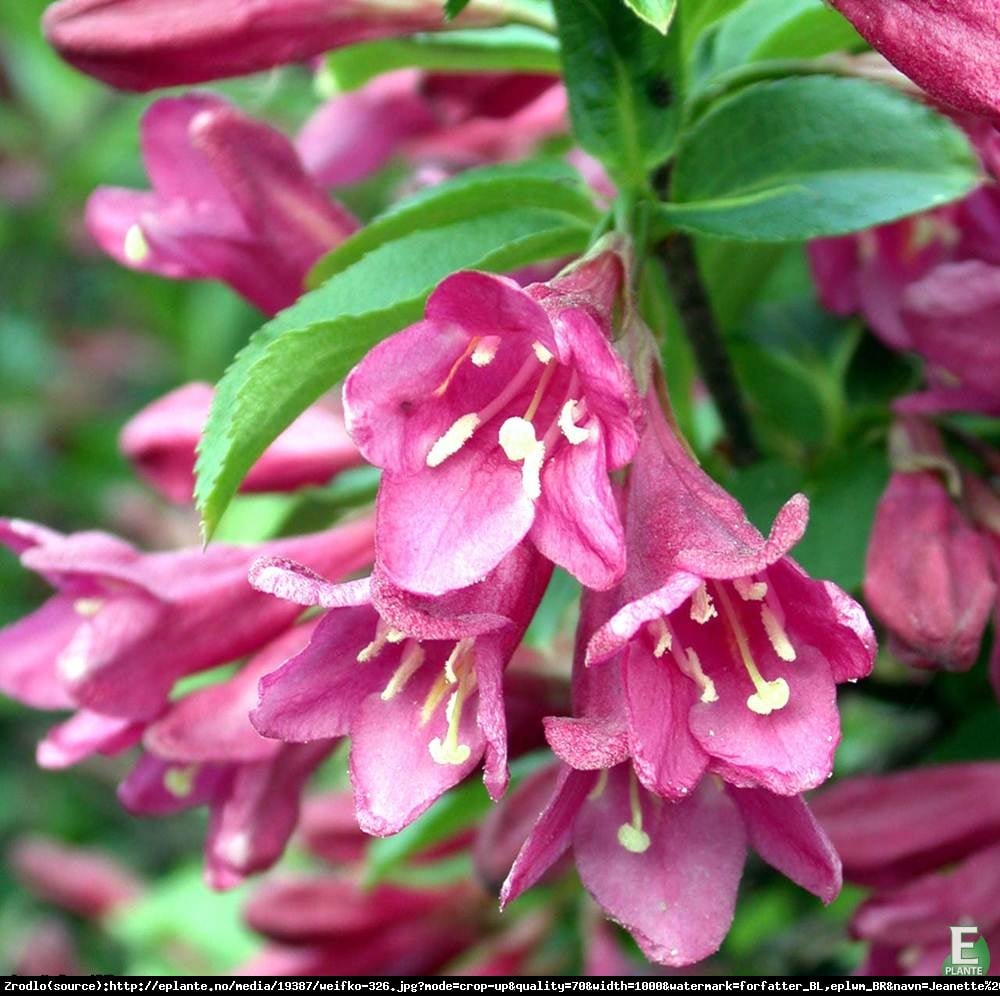 Krzewuszka cudowna Korea  - Weigela Korea 