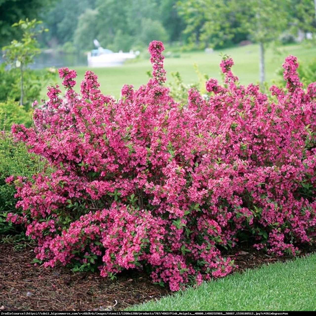 Krzewuszka cudowna Korea  - Weigela Korea 