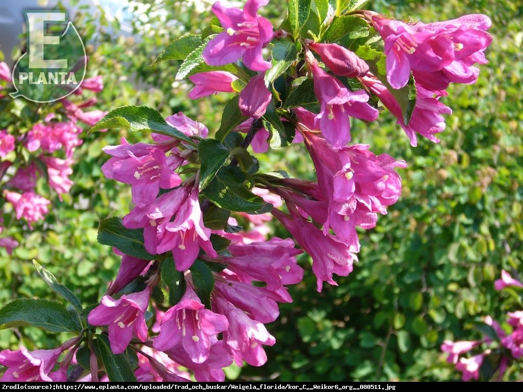 Krzewuszka cudowna Korea  - Weigela Korea 