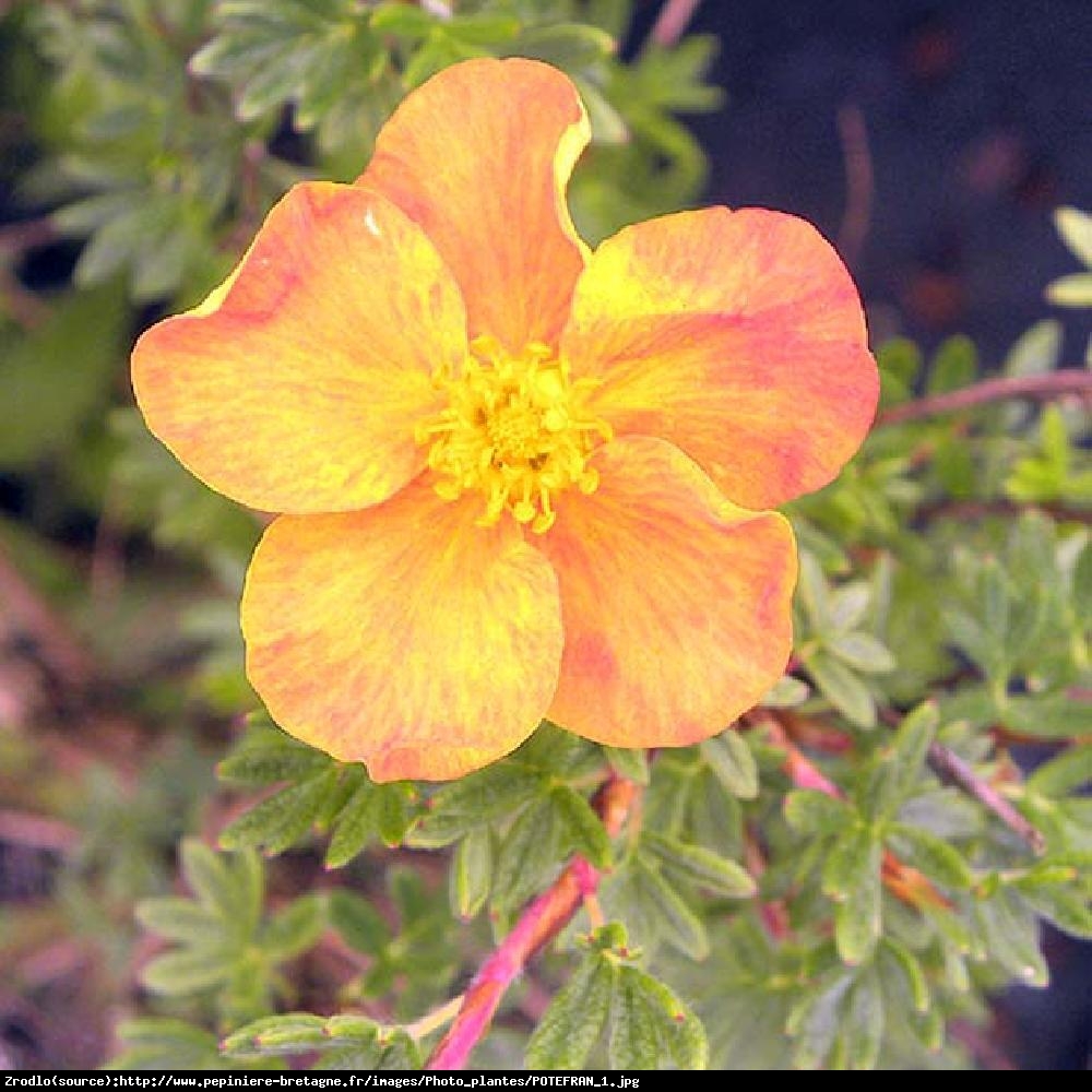 Pięciornik krzewiasty  Annette  - Potentilla fruticosa  Annette 