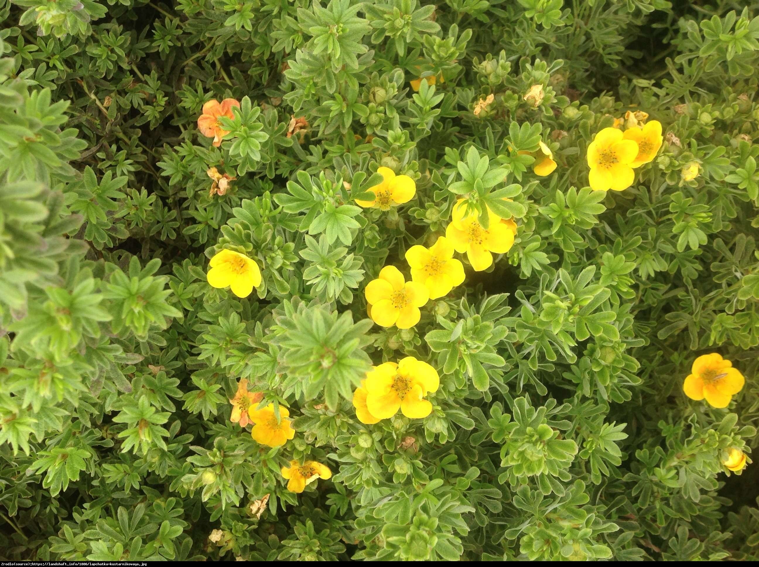 Pięciornik krzewiasty  Annette  - Potentilla fruticosa  Annette 