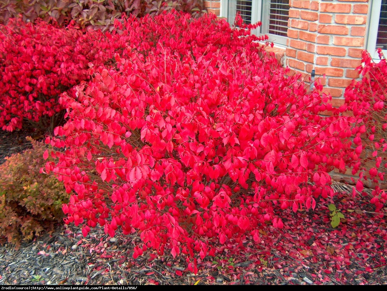 Trzmielina oskrzydlona Compactus   - Euonymus alatus Compactus  