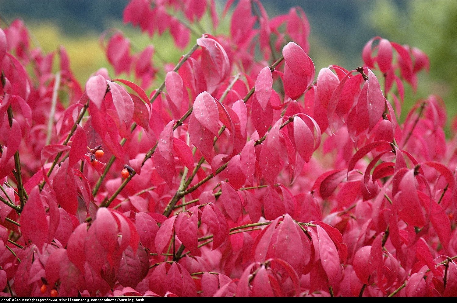 Trzmielina oskrzydlona Compactus   - Euonymus alatus Compactus  