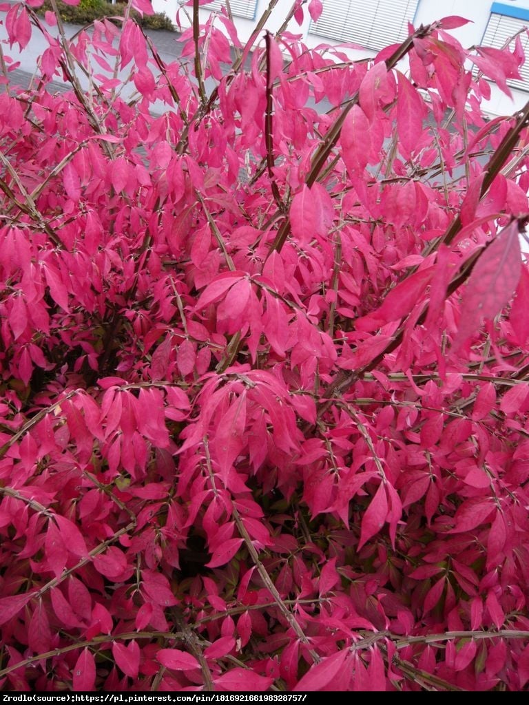 Trzmielina oskrzydlona Compactus   - Euonymus alatus Compactus  