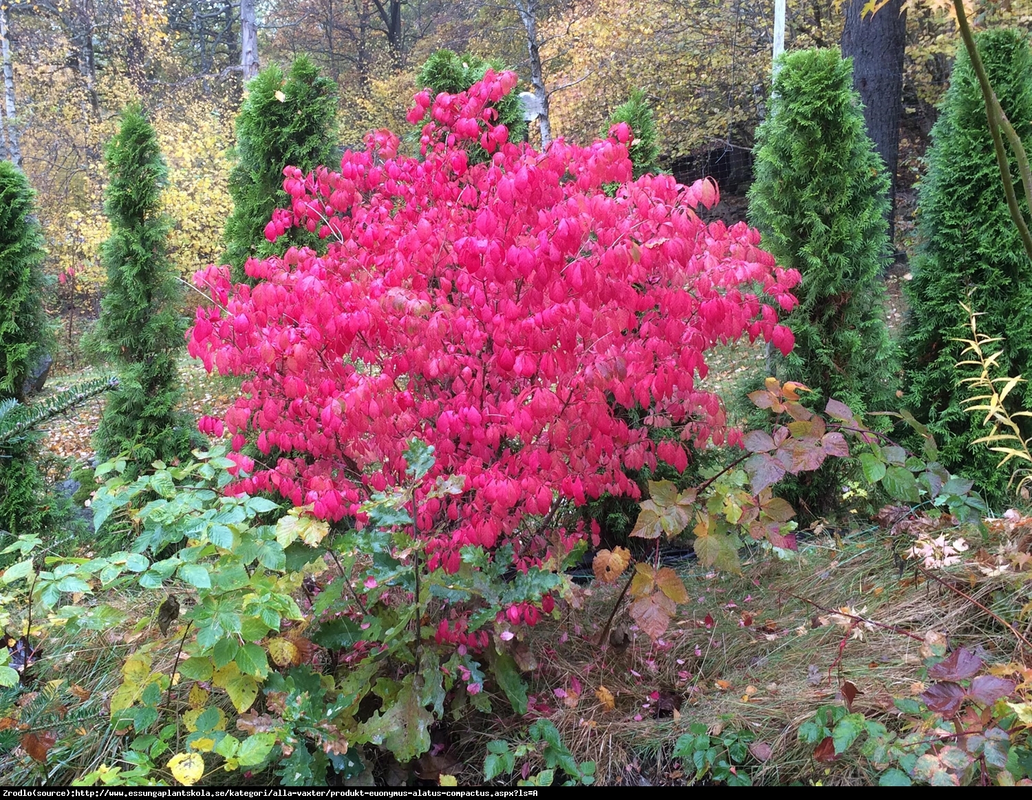 Trzmielina oskrzydlona Compactus   - Euonymus alatus Compactus  