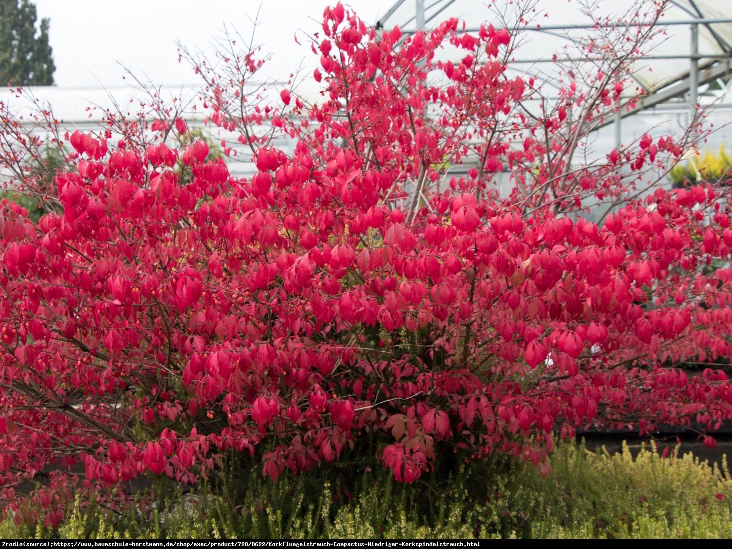 Trzmielina oskrzydlona Compactus   - Euonymus alatus Compactus  