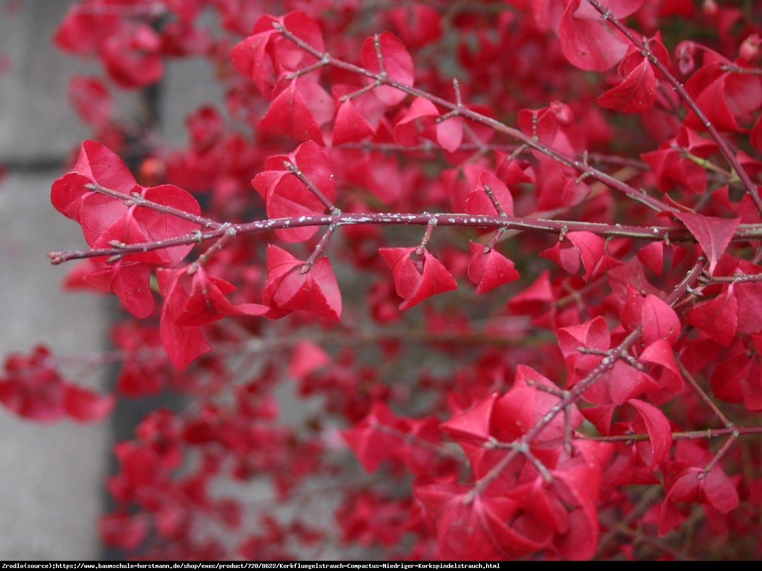 Trzmielina oskrzydlona Compactus   - Euonymus alatus Compactus  