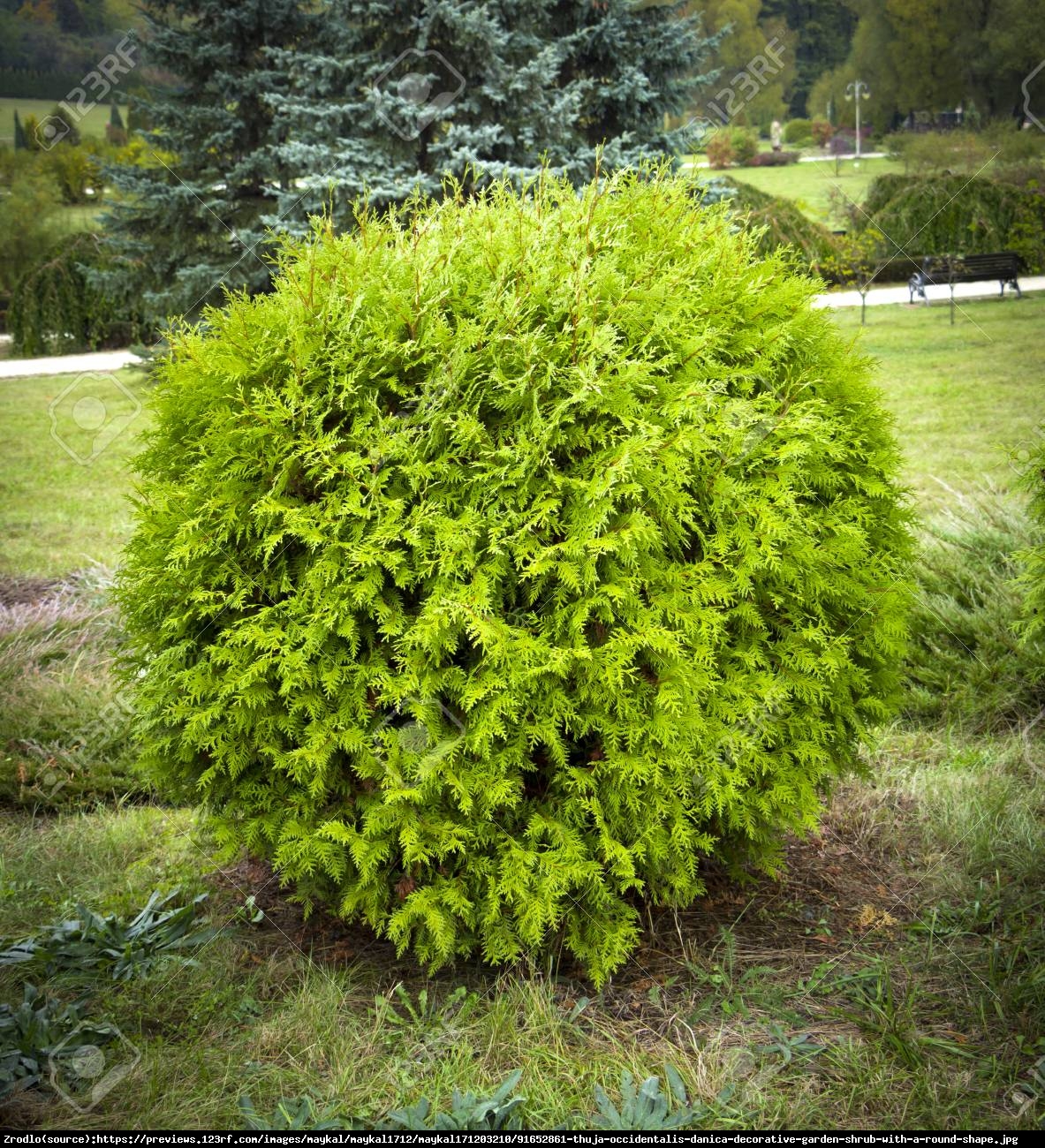 Tuja Żywotnik zachodni Danica - Thuja occidentalis Danica