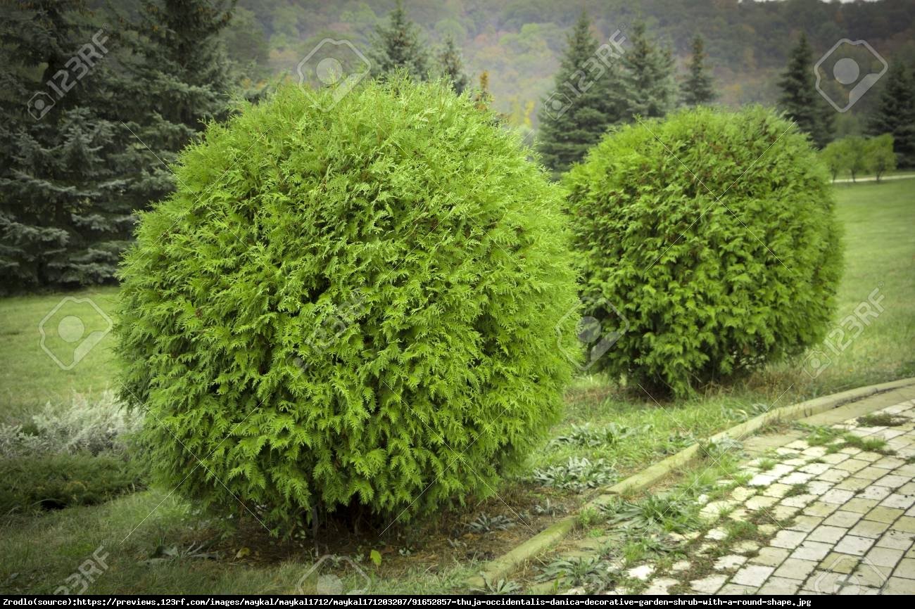 Tuja Żywotnik zachodni Danica - Thuja occidentalis Danica