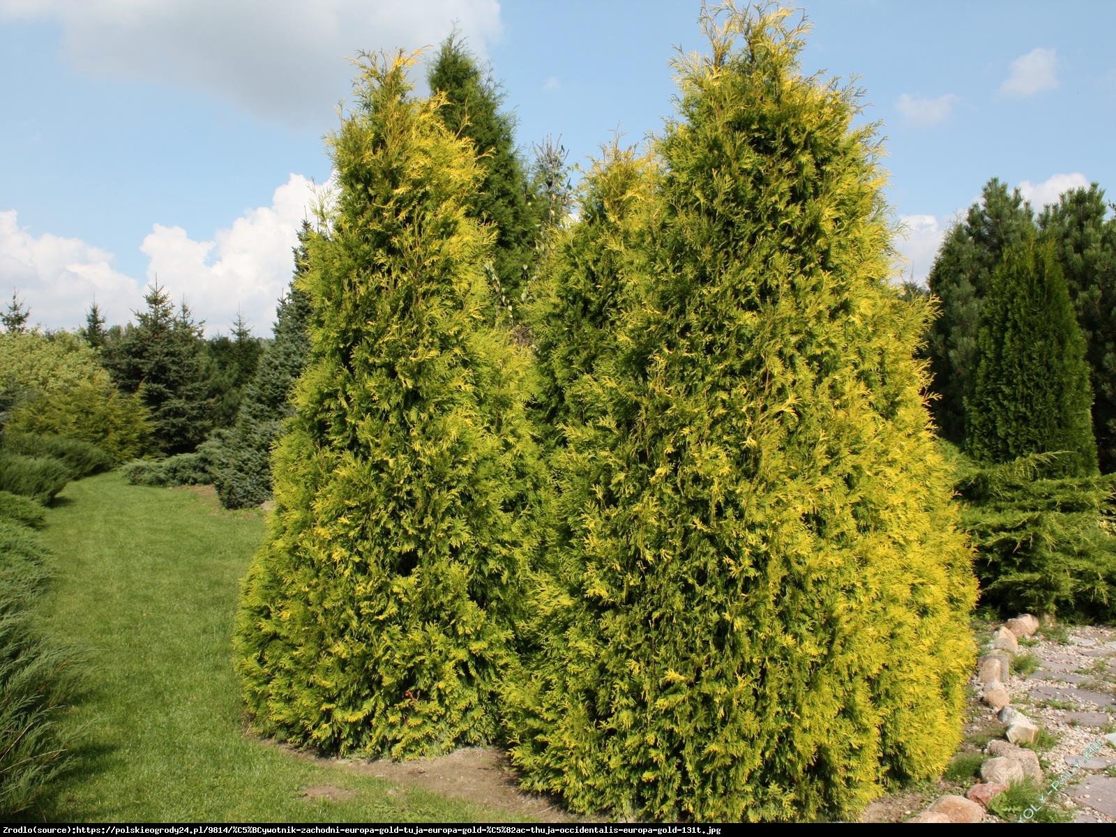 Tuja Żywotnik zachodni Europa Gold - Thuja occidentalis Europa Gold 